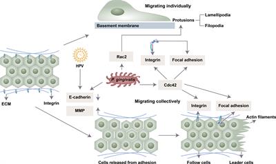 Oral Microbiota-Driven Cell Migration in Carcinogenesis and Metastasis